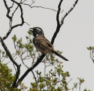 Black Throated Sparrow