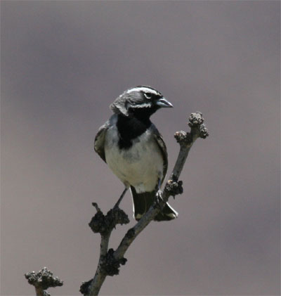 Black Throated Sparrow