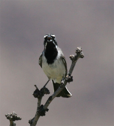 Black Throated Sparrow