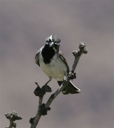 Black Throated Sparrow