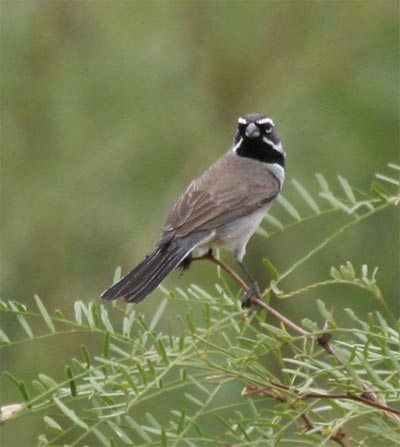 Black Throated Sparrow