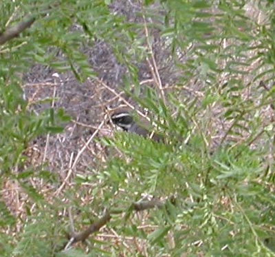 Black Throated Sparrow