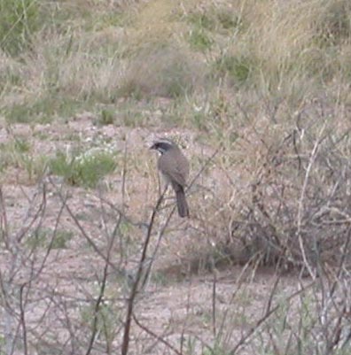 Black Throated Sparrow