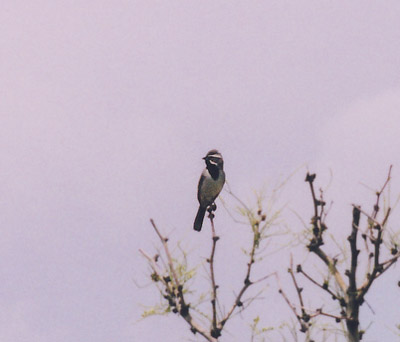 Black Throated Sparrow