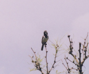 Black Throated Sparrow