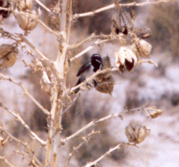 Black Throated Sparrow