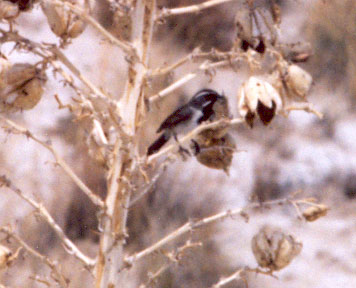 Black Throated Sparrow