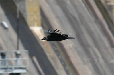 Black Vulture