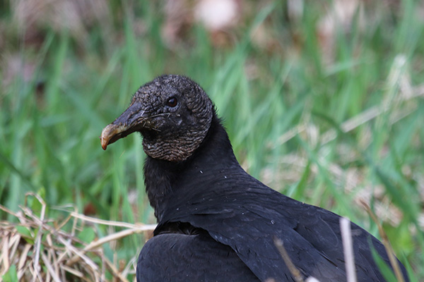 Black Vulture