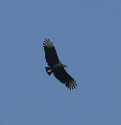 Black Vulture