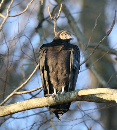 Black Vulture