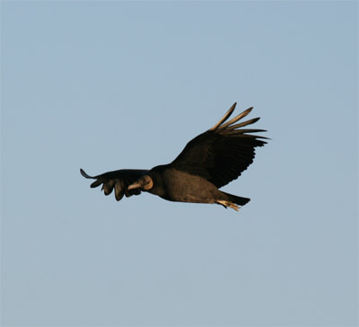 Black Vulture