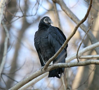 Black Vulture