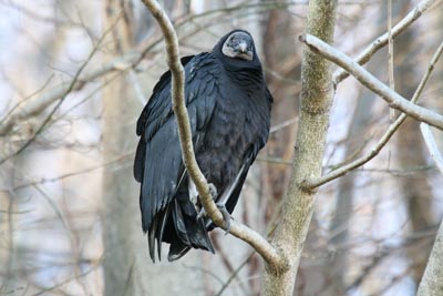 Black Vulture