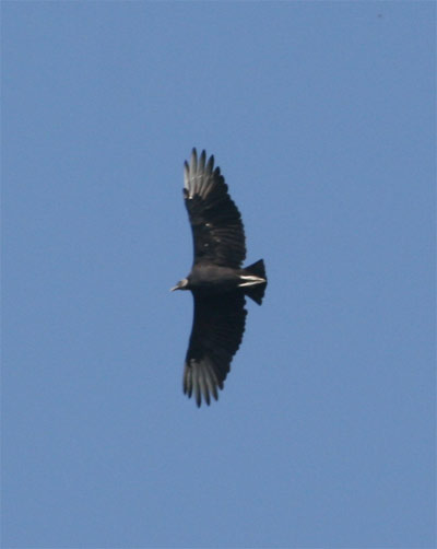 Black Vulture