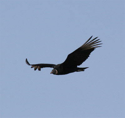 Black Vulture