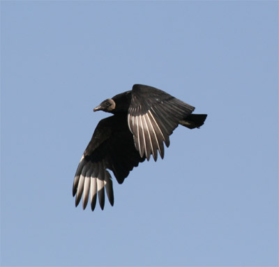 Black Vulture