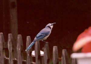 Blue Jay 1