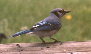 Blue Jay 2