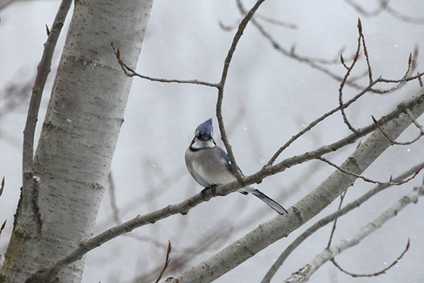 Blue Jay