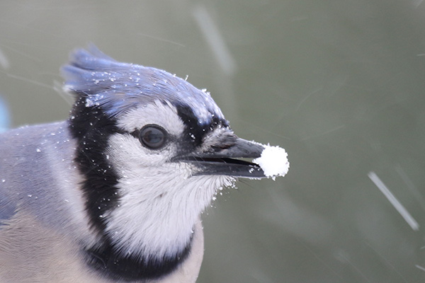 Blue Jay