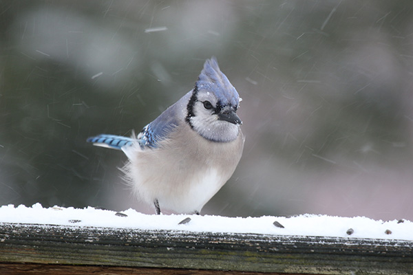 Blue Jay