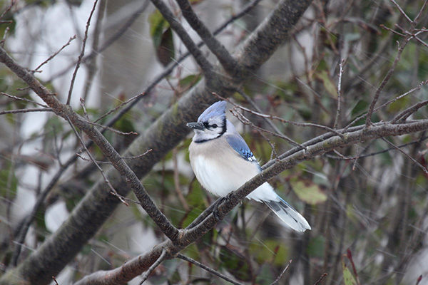 Blue Jay