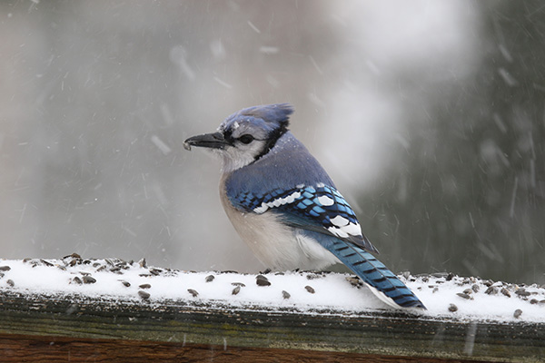 Blue Jay