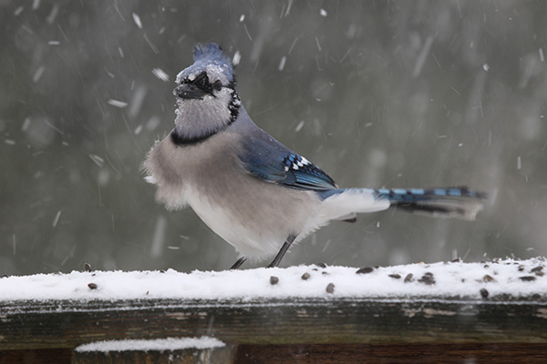 Blue Jay