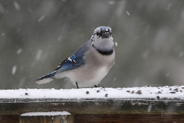 Blue Jay