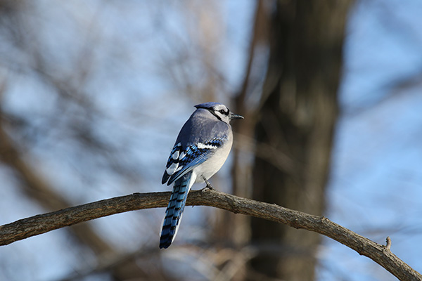 Blue Jay