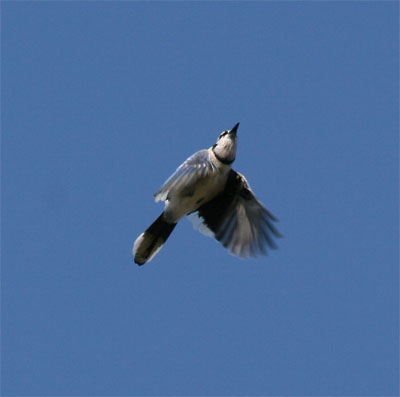 Blue Jay Flying