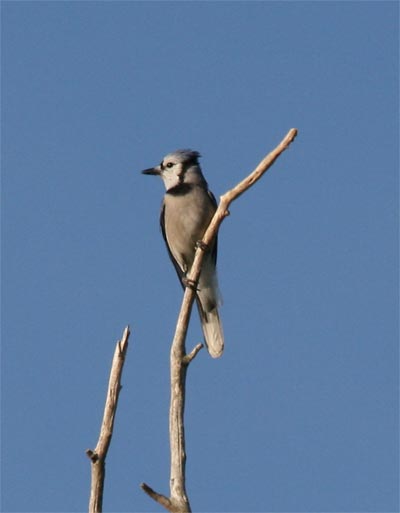 Blue Jay in Snag