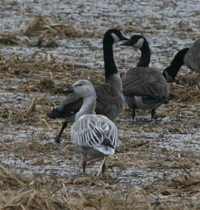 Snow Goose