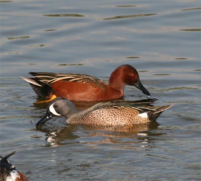 Blue Winged and Cinnamon Teal