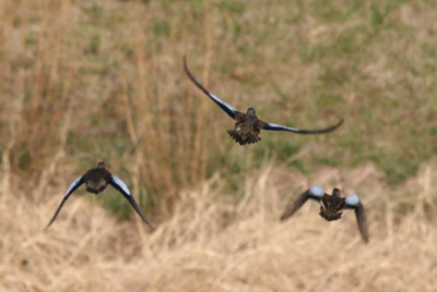 Blue-winged Teal