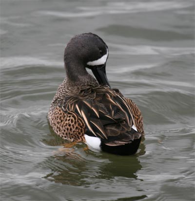 Blue-winged Teal