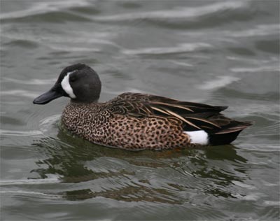 Blue-winged Teal