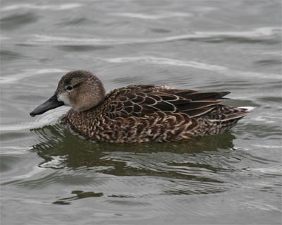 Blue-winged Teal