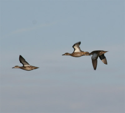 Blue-winged Teal