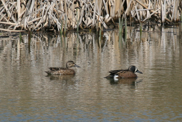 Blue-winged Teal