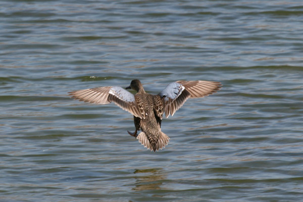 Blue-winged Teal