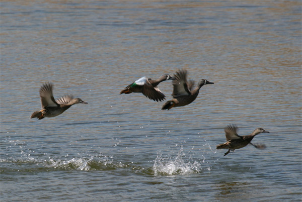 Blue-winged Teal