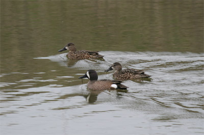 Blue-winged Teal