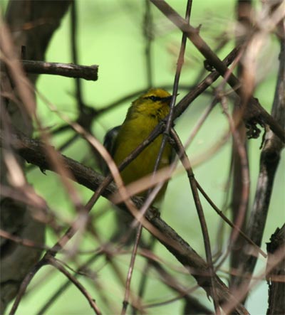 Blue-winged Warbler