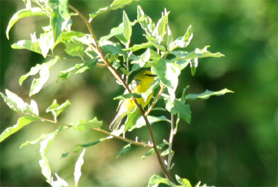 Blue-winged Warbler