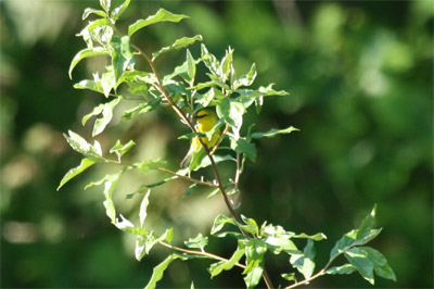 Blue-winged Warbler