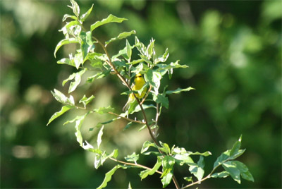 Blue-winged Warbler