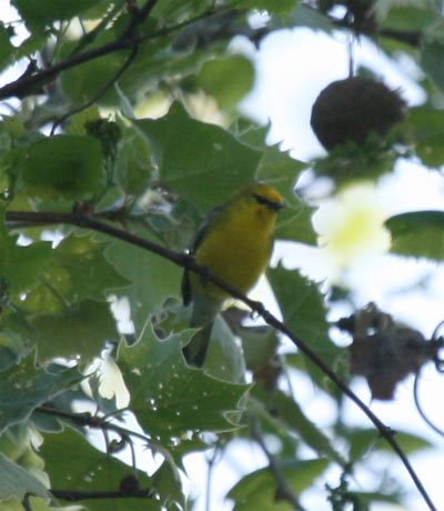 Blue-winged Warbler