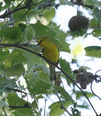 Blue-winged Warbler